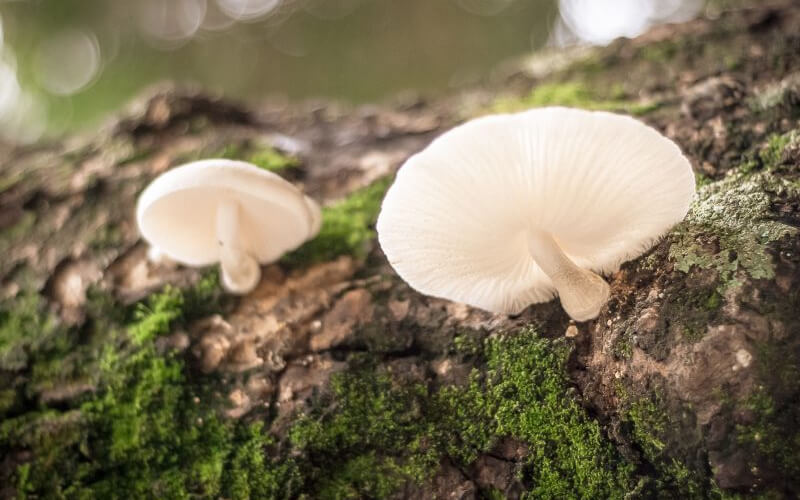 Blog: de verschillende onderdelen van paddenstoelen